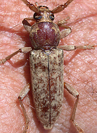 Hesperophanes pubescens